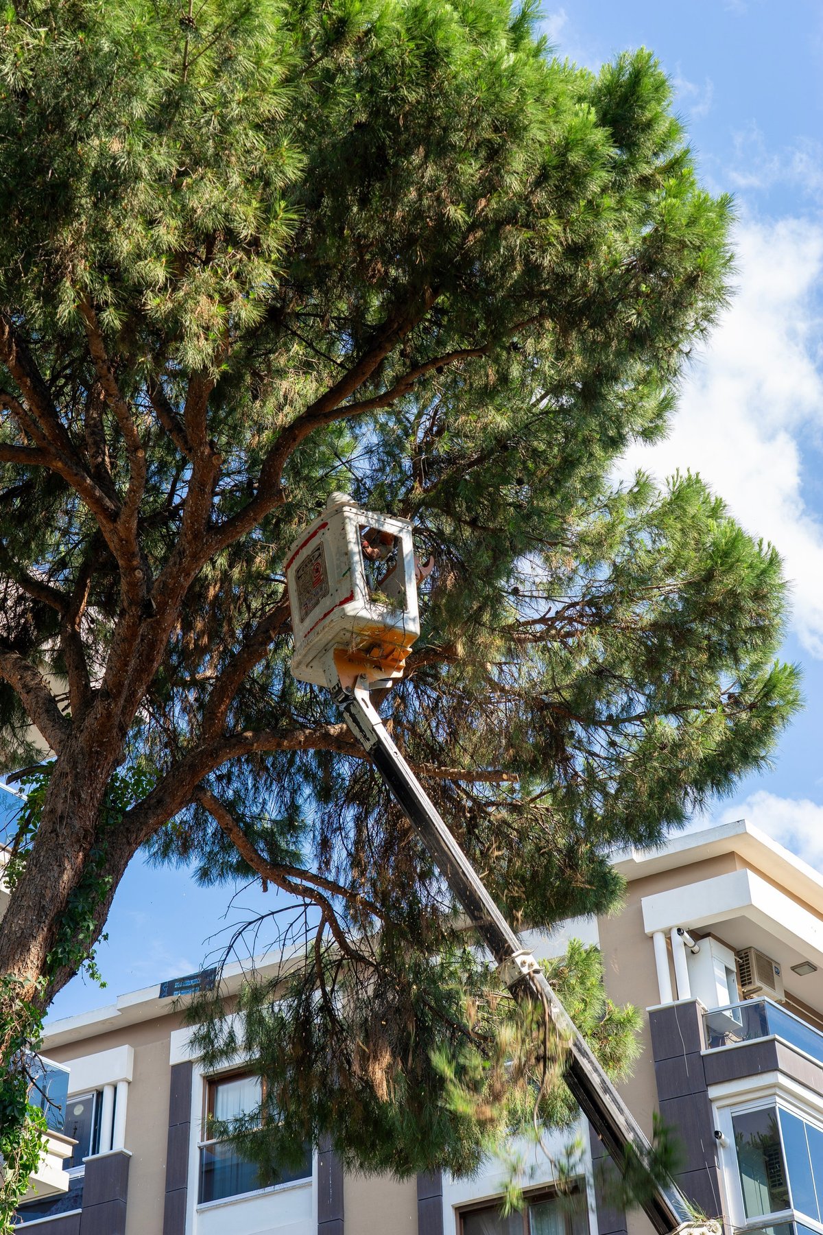 Potatura pino con piattaforma aerea
