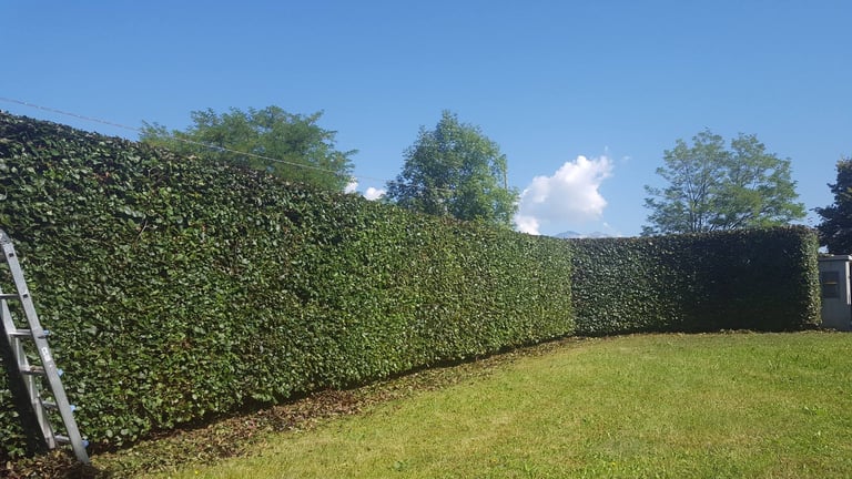 Siepe verde alta che delimita un prato curato